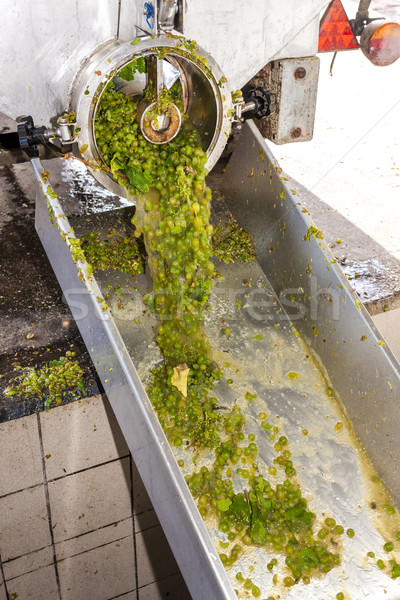 Stock photo: wine harvest, Southern Moravia, Czech Republic