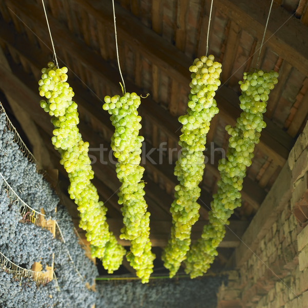 grapes drying for straw wine, Biza Winery, Cejkovice, Czech Repu Stock photo © phbcz