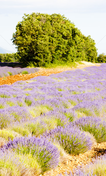 Campo de lavanda árvores França flor viajar plantas Foto stock © phbcz