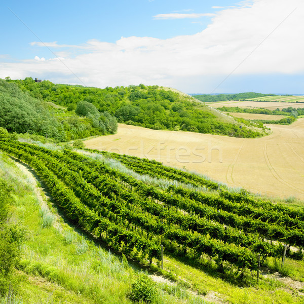 vineyard, Eko Hnizdo, Czech Republic Stock photo © phbcz