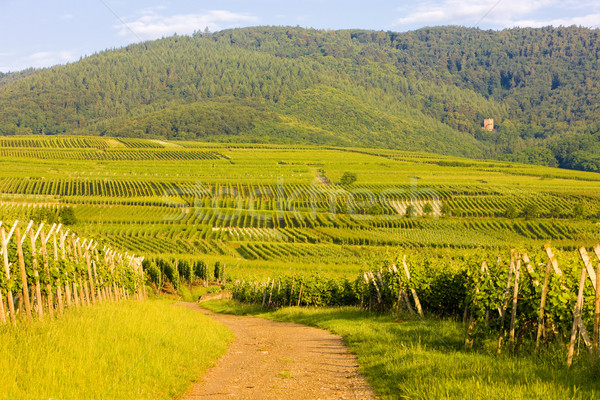 Frankrijk landschap groene reizen planten land Stockfoto © phbcz