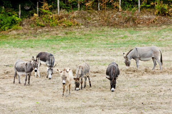 Stock foto: Spanien · Land · Landwirtschaft · Freien · säugetier · Landschaft