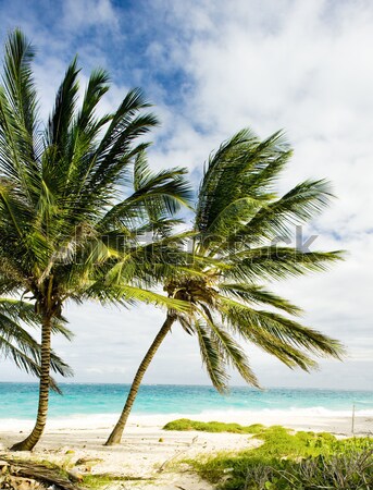 Green Point, Eastern coast of Barbados, Caribbean Stock photo © phbcz