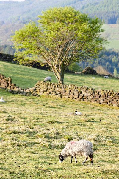 Norte parque yorkshire inglaterra árvore paisagem Foto stock © phbcz