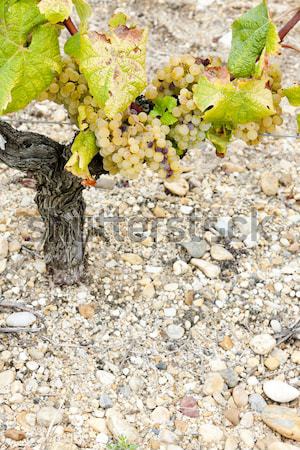 blue grape in Bordeaux Region, Chateau de la Tour, Aquitaine, Fr Stock photo © phbcz