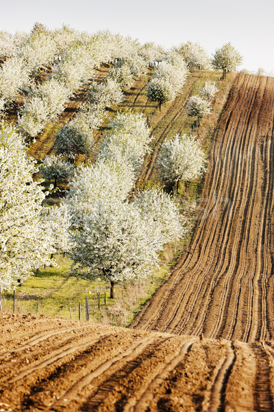blooming orchard in spring with a field, Czech Republic Stock photo © phbcz