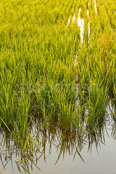 rice field near Tornaco, Piedmont, Italy Stock photo © phbcz