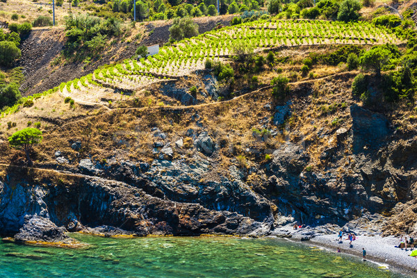vineyard on Cap de Peyrefite near Cerbere, Languedoc-Roussillon, Stock photo © phbcz