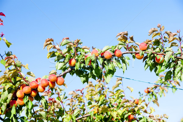 [[stock_photo]]: Verger · nature · feuille · fruits · arbres · plantes