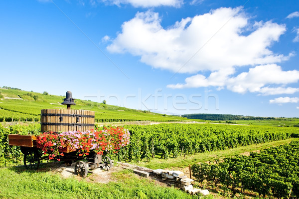 vineyards of Cote de Beaune near Pommard, Burgundy, France Stock photo © phbcz