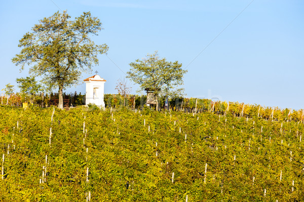 God's torture with autumnal vineyard, Modre Hory, Southern Mora Stock photo © phbcz