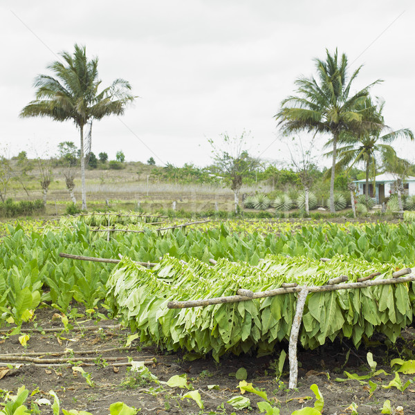 Tytoń zbiorów dłoni pozostawia roślin palm Zdjęcia stock © phbcz