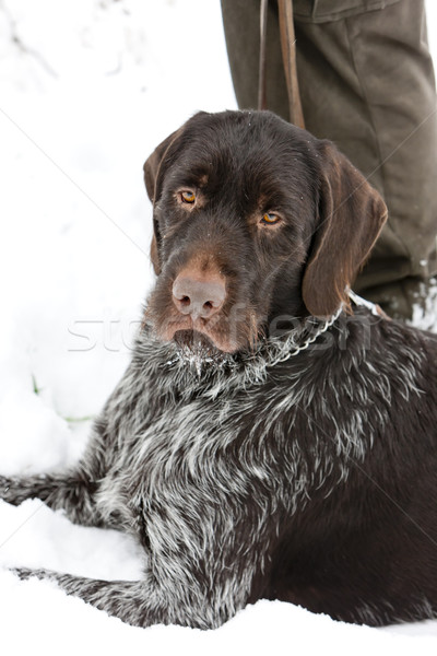 Nieve juego mascota aire libre uno Foto stock © phbcz