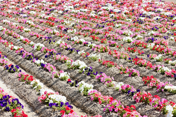 flower field, Provence, France Stock photo © phbcz