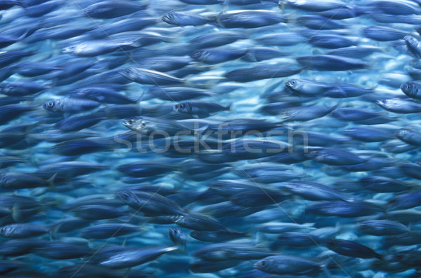 ストックフォト: 水族館 · テネリフェ島 · カナリア諸島 · スペイン · 自然 · 海