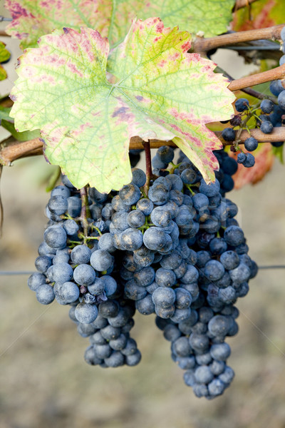 grapevines in vineyard, Czech Republic Stock photo © phbcz