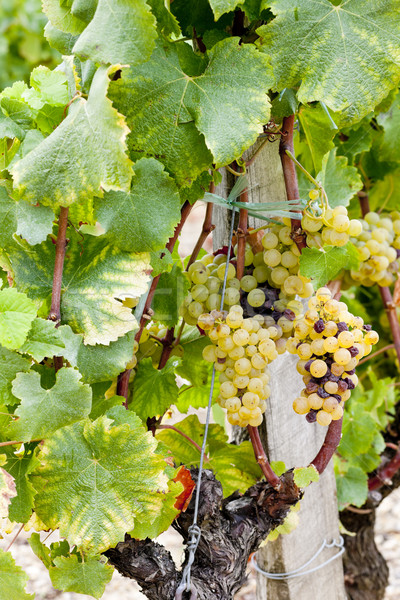 Stock photo: white grape in Sauternes Region, Aquitaine, France