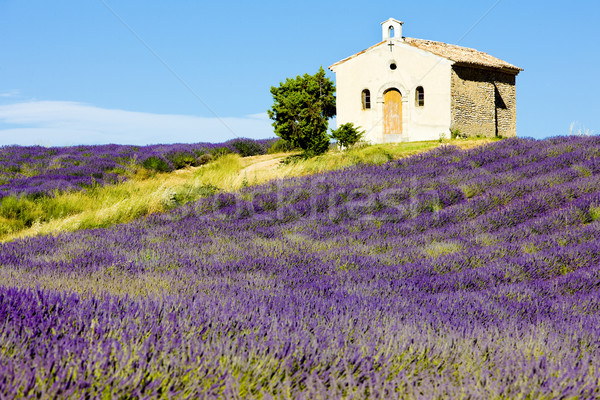 Stock photo: chapel with lavender field, Plateau de Valensole, Provence, Fran