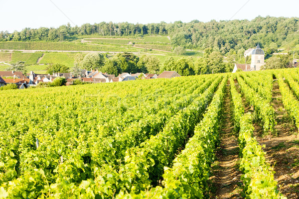 vineyards near Gevrey-Chambertin, Cote de Nuits, Burgundy, Franc Stock photo © phbcz