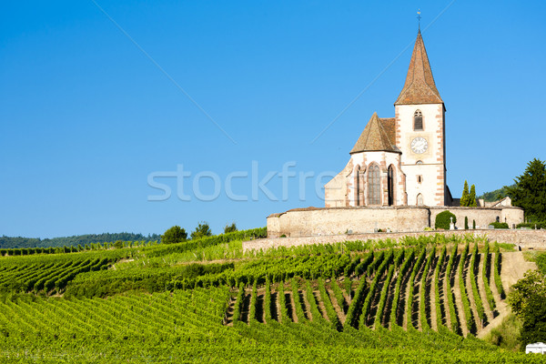 church with vineyard, Hunawihr, Alsace, France Stock photo © phbcz