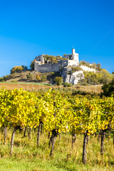ruins of Falkenstein Castle with vineyard in autumn, Lower Austr Stock photo © phbcz