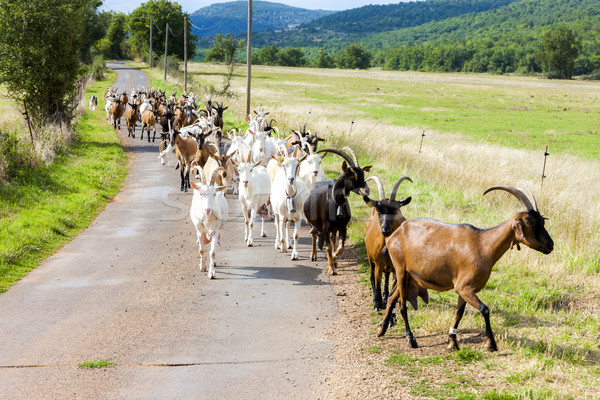 Stock photo: herd of goats on the road, Aveyron, Midi Pyrenees, France