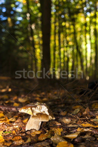 edible mushroom in forest Stock photo © phbcz