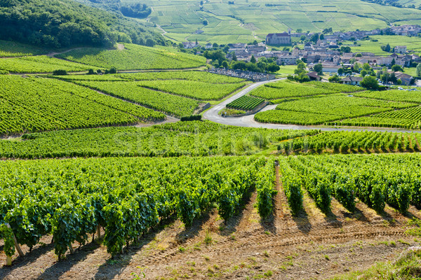 vineyards near Fuisse, Burgundy, France Stock photo © phbcz