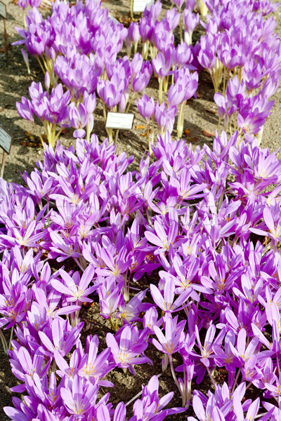 colchicum Stock photo © phbcz
