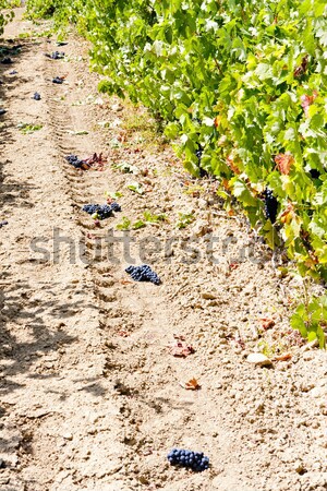 vineyard with blue grapes, La Rioja, Spain Stock photo © phbcz