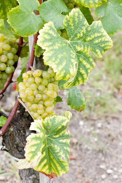 Stock photo: white grape in Sauternes Region, Aquitaine, France