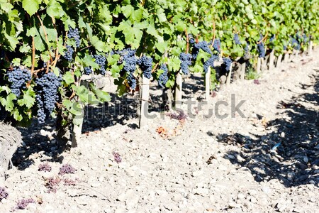 red grapes, Douro Valley, Portugal Stock photo © phbcz