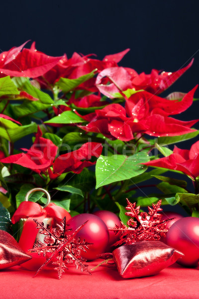 Christmas still life with Poinsettia Stock photo © phbcz