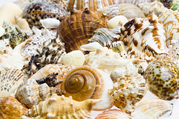 still life of seashells Stock photo © phbcz