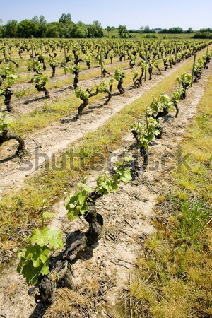 vineyard, Loire Valley, France Stock photo © phbcz