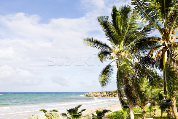 Skeete's Bay, Barbados, Caribbean Stock photo © phbcz