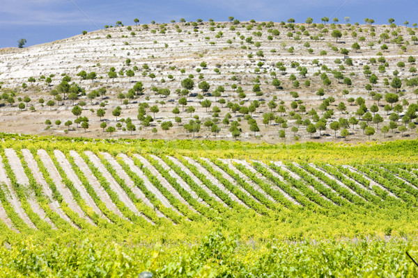 vineyards near Villabanez, Valladolid Province, Castile and Leon Stock photo © phbcz