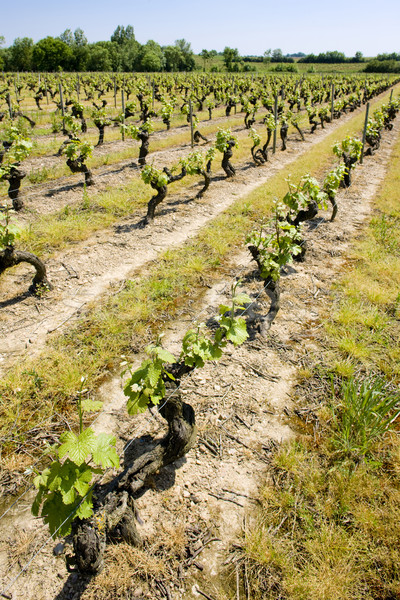 vineyard, Loire Valley, France Stock photo © phbcz