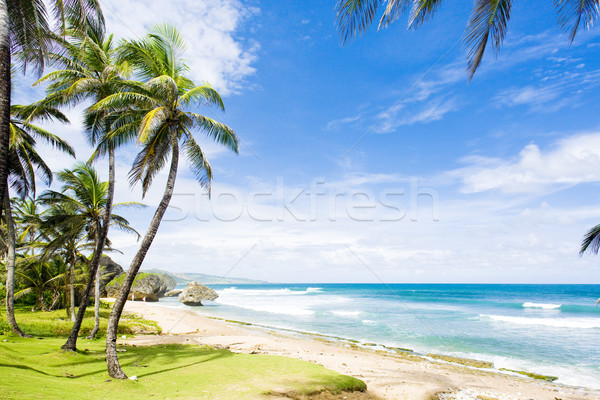 Bathsheba, Eastern coast of Barbados, Caribbean Stock photo © phbcz