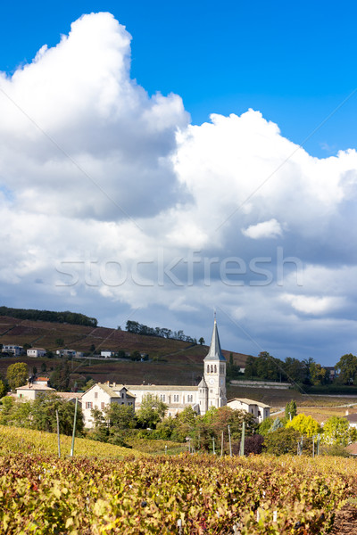 Chenas with vineyard, Beaujolais, Rhone-Alpes, France Stock photo © phbcz