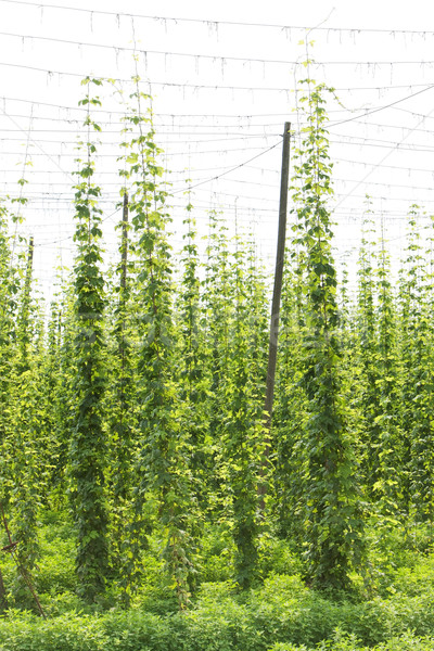 hops garden, Czech Republci Stock photo © phbcz