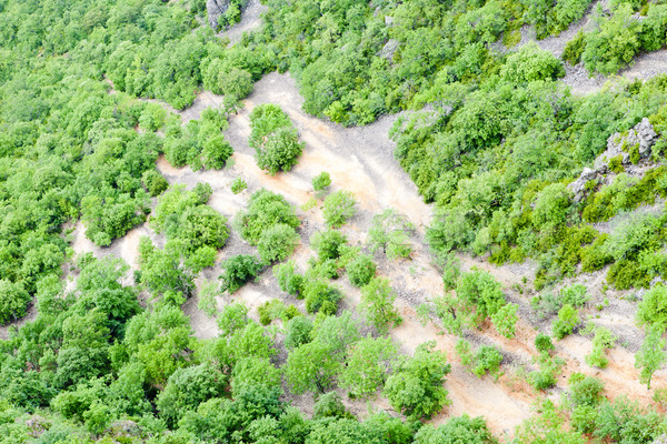 Vegetation Frankreich Baum Natur Bäume grünen Stock foto © phbcz