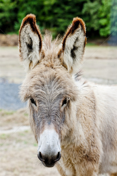 Ezel Spanje buitenshuis een zoogdier landelijk Stockfoto © phbcz