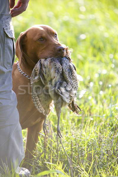 hunting dog with a catch Stock photo © phbcz