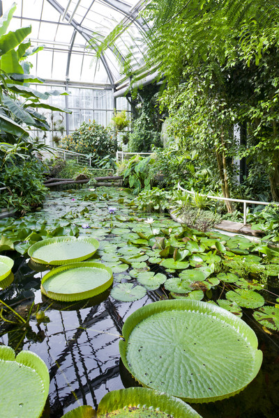 Botanische tuin Praag Tsjechische Republiek blad groene plant Stockfoto © phbcz