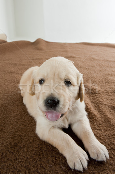 Puppy golden retriever honden dier huisdier binnenshuis Stockfoto © phbcz