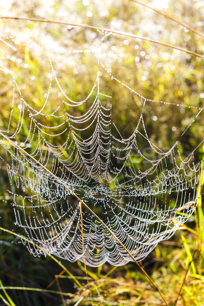 Spinnenweb weide gras natuur plant buitenshuis Stockfoto © phbcz
