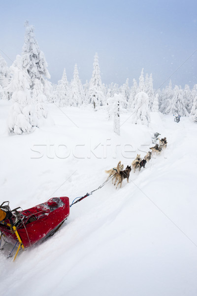sledge dogging, Sedivacek's long, Czech Republic Stock photo © phbcz