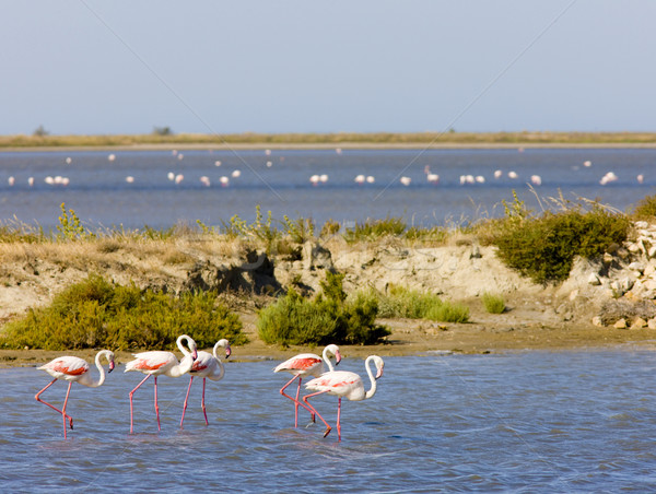 flamingos, Parc Regional de Camargue, Provence, France Stock photo © phbcz