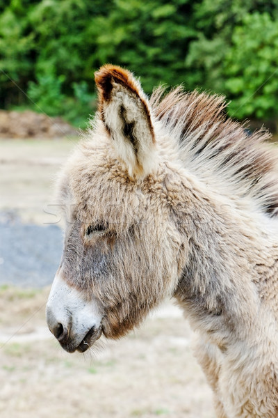 donkey, Navarre, Spain Stock photo © phbcz